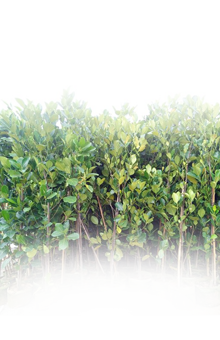 農(nóng)業(yè)